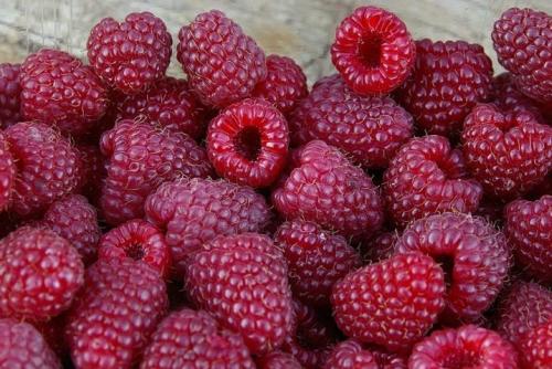 Виды малины ремонтантной. Что такое ремонтантная малина 13