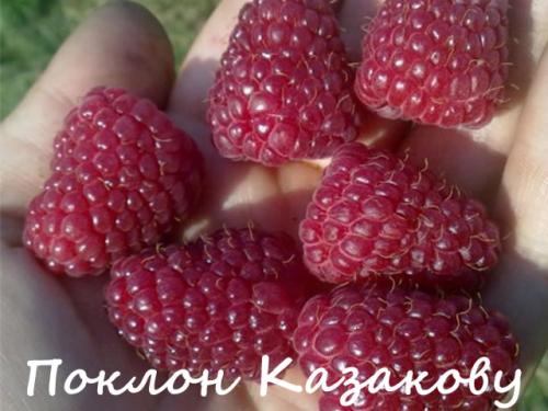 Сорта ремонтантной малины для сибири. Ремонтантные сорта