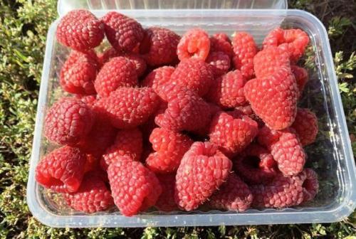 Самые крупные сорта ремонтантной малины. Лучшие сорта малины в 2021 году: самые вкусные, урожайные, новые, ремонтантные сорта