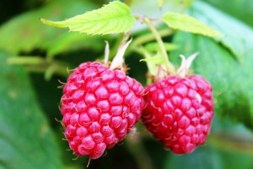 Самые крупные сорта ремонтантной малины. Лучшие сорта малины в 2021 году: самые вкусные, урожайные, новые, ремонтантные сорта