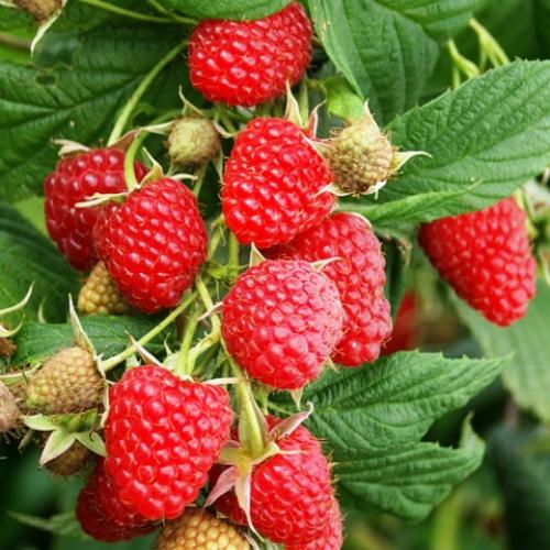 Самые крупные сорта ремонтантной малины. Лучшие сорта малины в 2021 году: самые вкусные, урожайные, новые, ремонтантные сорта