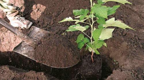 Ремонтантная малина для севера. Когда лучше сажать малину ремонтантную: весной или осенью