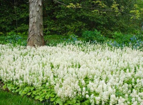 Тенелюбивые многолетники в саду, огороде (60 фото)