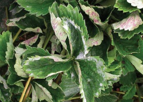 Картинки болезни клубники. Основные заболевания