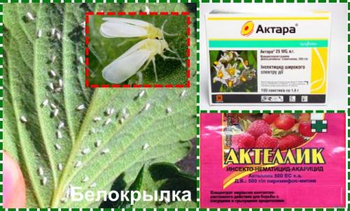 Болезни клубники осенью. Обработка клубники осенью на зиму от болезней и вредителей