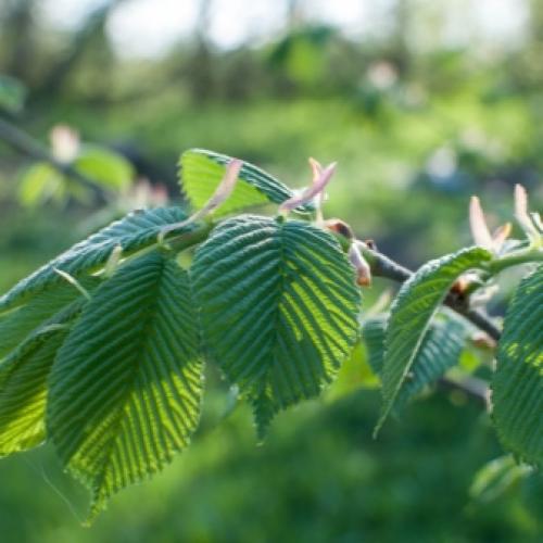 Растения декоративные тенелюбивые. Цветущие растения 31 Растения декоративные тенелюбивые. Цветущие растения 31