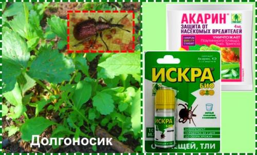 Болезни клубники осенью. Обработка клубники осенью на зиму от болезней и вредителей