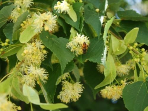 Растения декоративные тенелюбивые. Цветущие растения 23 Растения декоративные тенелюбивые. Цветущие растения 23