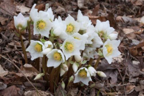 Тенелюбивые многолетники в саду, огороде (60 фото)