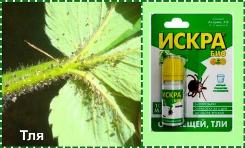 Болезни клубники осенью. Обработка клубники осенью на зиму от болезней и вредителей