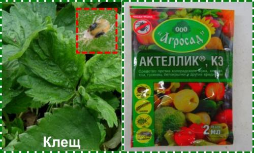 Болезни клубники осенью. Обработка клубники осенью на зиму от болезней и вредителей