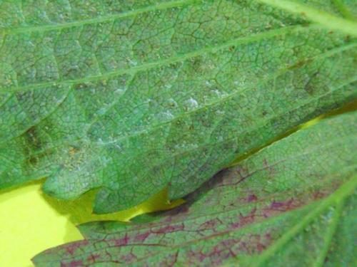 Картинки болезни клубники. Основные заболевания