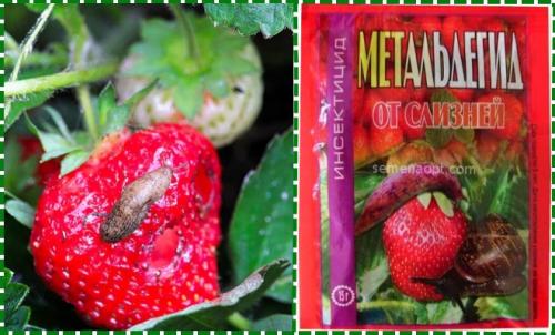 Болезни клубники осенью. Обработка клубники осенью на зиму от болезней и вредителей