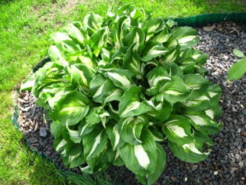 Тенелюбивые многолетники в саду, огороде (60 фото)