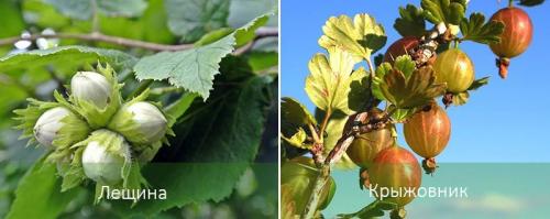 Тенелюбивые декоративные кустарники. Теневыносливые деревья и кустарники: виды, посадка и уход