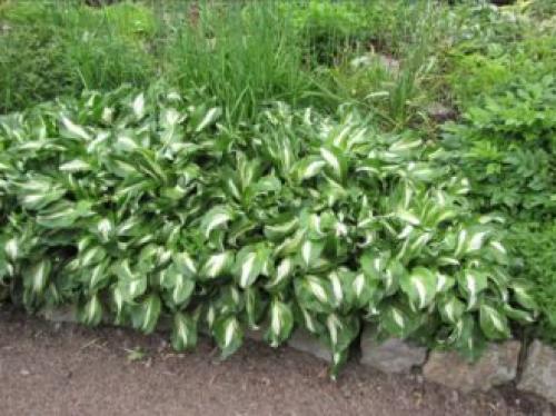 Тенелюбивые многолетники в саду, огороде (60 фото)