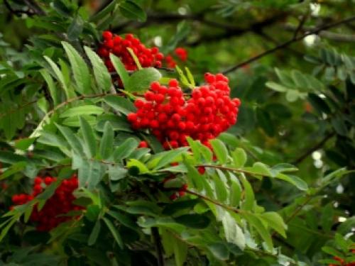 Растения декоративные тенелюбивые. Цветущие растения 30 Растения декоративные тенелюбивые. Цветущие растения 30