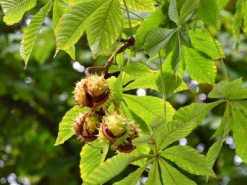 Растения декоративные тенелюбивые. Цветущие растения 27 Растения декоративные тенелюбивые. Цветущие растения 27