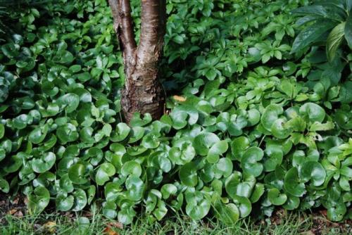 Тенелюбивые многолетники в саду, огороде (60 фото)