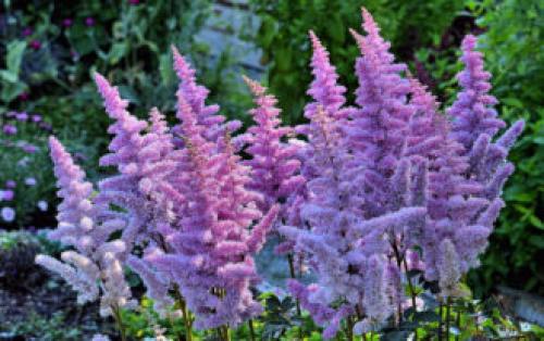 Тенелюбивые многолетники в саду, огороде (60 фото)