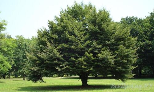 Тенелюбивые кустарники. Обзор видов тенелюбивых растений