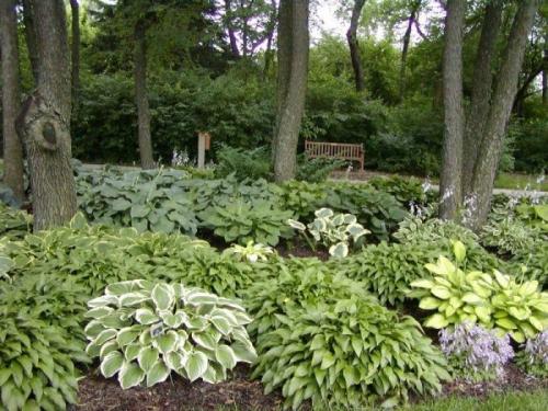 Тенелюбивые декоративные кустарники. Теневыносливые деревья и кустарники: виды, посадка и уход