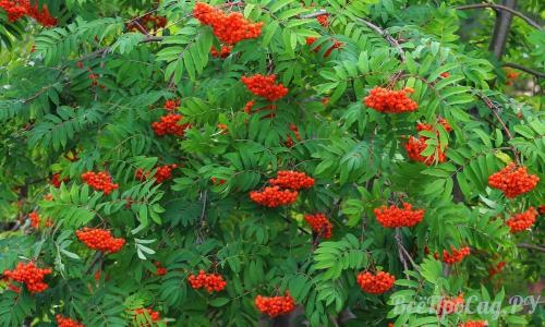 Тенелюбивые кустарники. Обзор видов тенелюбивых растений