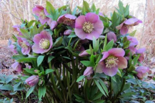 Тенелюбивые многолетники в саду, огороде (60 фото)