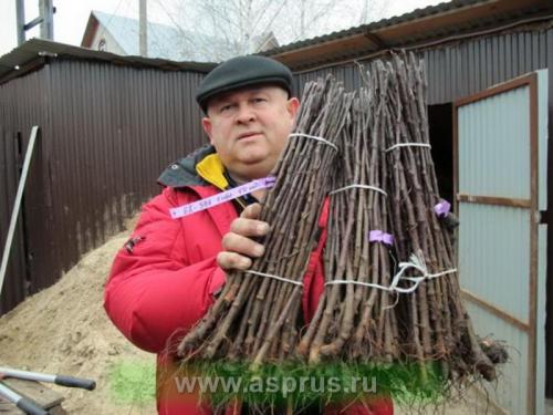Как регулировать рост карликовой яблони на подвоях. Материалы и методы исследований