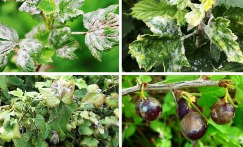 Йод от мучнистой росы на смородине. Борьба с мучнистой росой на смородине