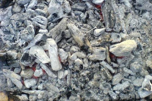 Мучнистая роса на смородине: меры борьбы и лечение