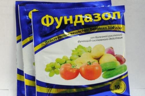 Мучнистая роса на смородине: меры борьбы и лечение