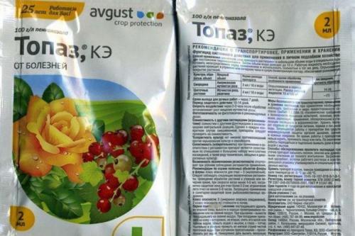 Мучнистая роса на смородине: меры борьбы и лечение