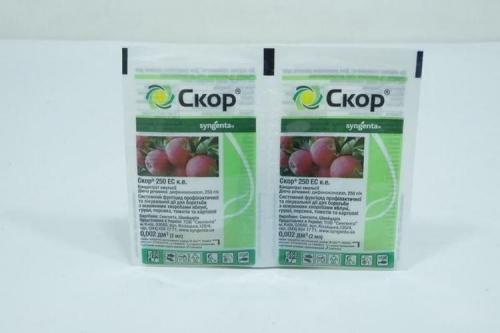 Мучнистая роса на смородине: меры борьбы и лечение