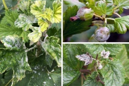 Мучнистая роса на смородине: меры борьбы и лечение