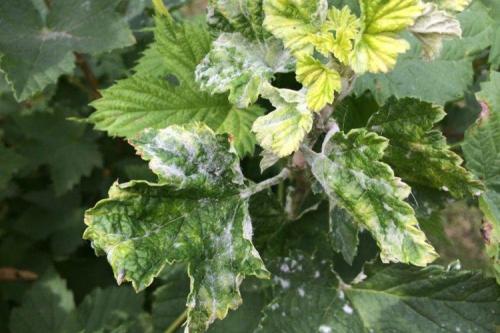 Мучнистая роса на смородине: меры борьбы и лечение