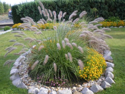 Кортадерия или пампасная трава для дачного участка недорого. Описание растения