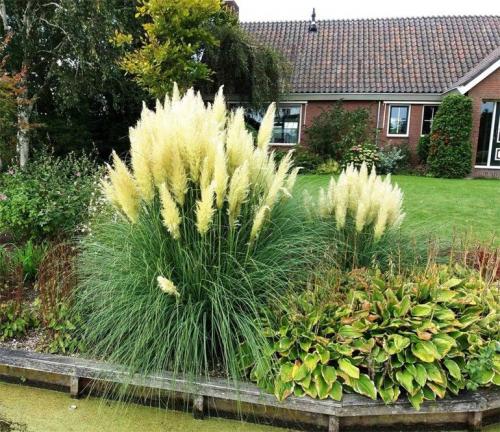 Кортадерия или пампасная трава для дачного участка недорого. Описание растения