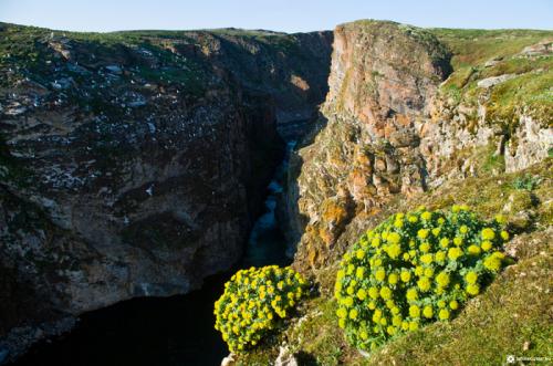 Розовая трава. Семь фактов про Родиолу Розовую, которые стоит знать