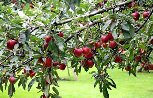Яблоки с красной мякотью. Особенности яблонь с красными плодами