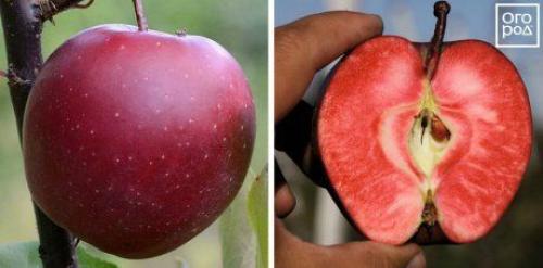 Яблоки с красной мякотью название. Яблоки с красной мякотью –, что это за сорта и чем они лучше обычных