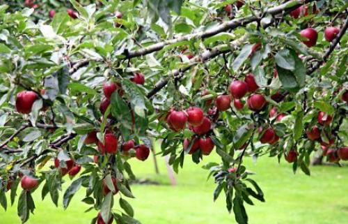 Яблоки с красной мякотью название. Яблоки с красной мякотью –, что это за сорта и чем они лучше обычных