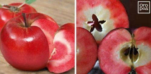 Яблоки с красной мякотью название. Яблоки с красной мякотью –, что это за сорта и чем они лучше обычных