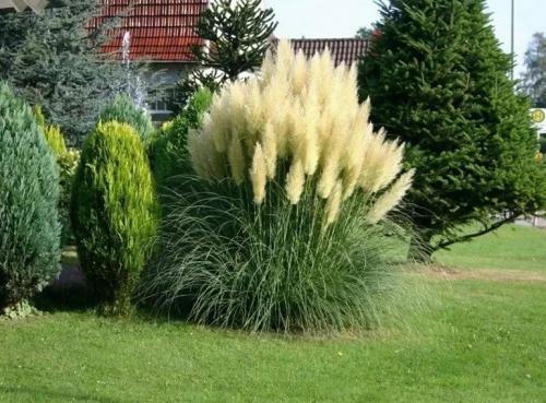 Кортадерия или пампасная трава для дачного участка недорого. Описание растения