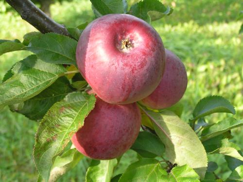Сорт яблок с розовой мякотью. Сорта красных яблок – каталог 2022 года: описание и фото