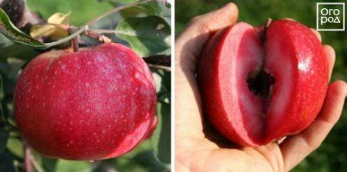 Яблоки с красной мякотью название. Яблоки с красной мякотью –, что это за сорта и чем они лучше обычных