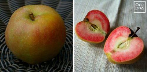Яблоки с красной мякотью название. Яблоки с красной мякотью –, что это за сорта и чем они лучше обычных