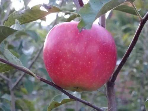 Сорт яблок с розовой мякотью. Сорта красных яблок – каталог 2022 года: описание и фото