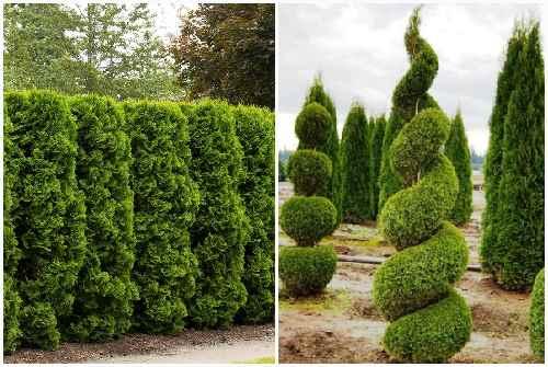 Кипарис в природе и в домашних условиях описание. Кипарис — стильное украшение сада