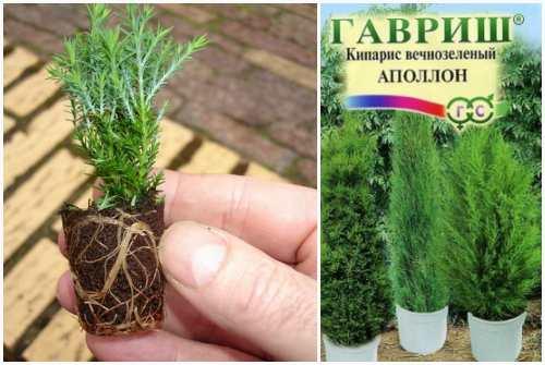 Кипарис в природе и в домашних условиях описание. Кипарис — стильное украшение сада
